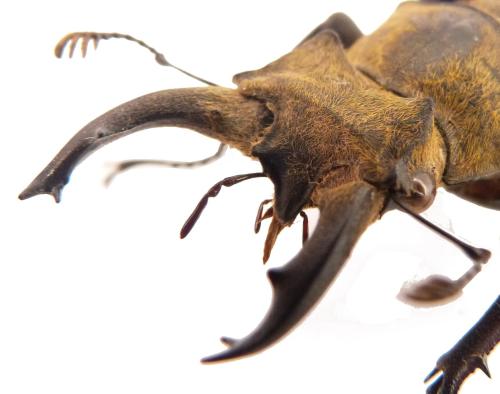 Réf. 296 343 : Lucanus sericeus sericeus